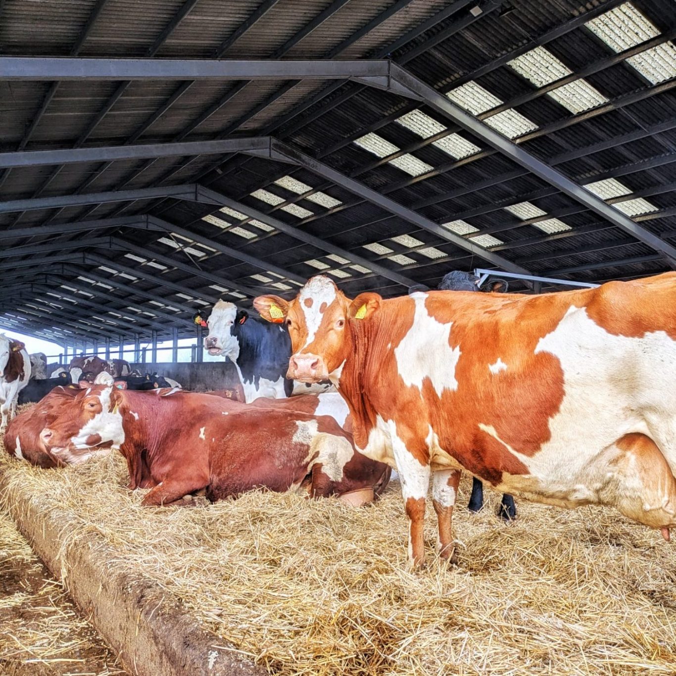 Montbéliarde-Kühe in ihrem Winterquartier auf der Fen Farm Dairy in Suffolk im Heu