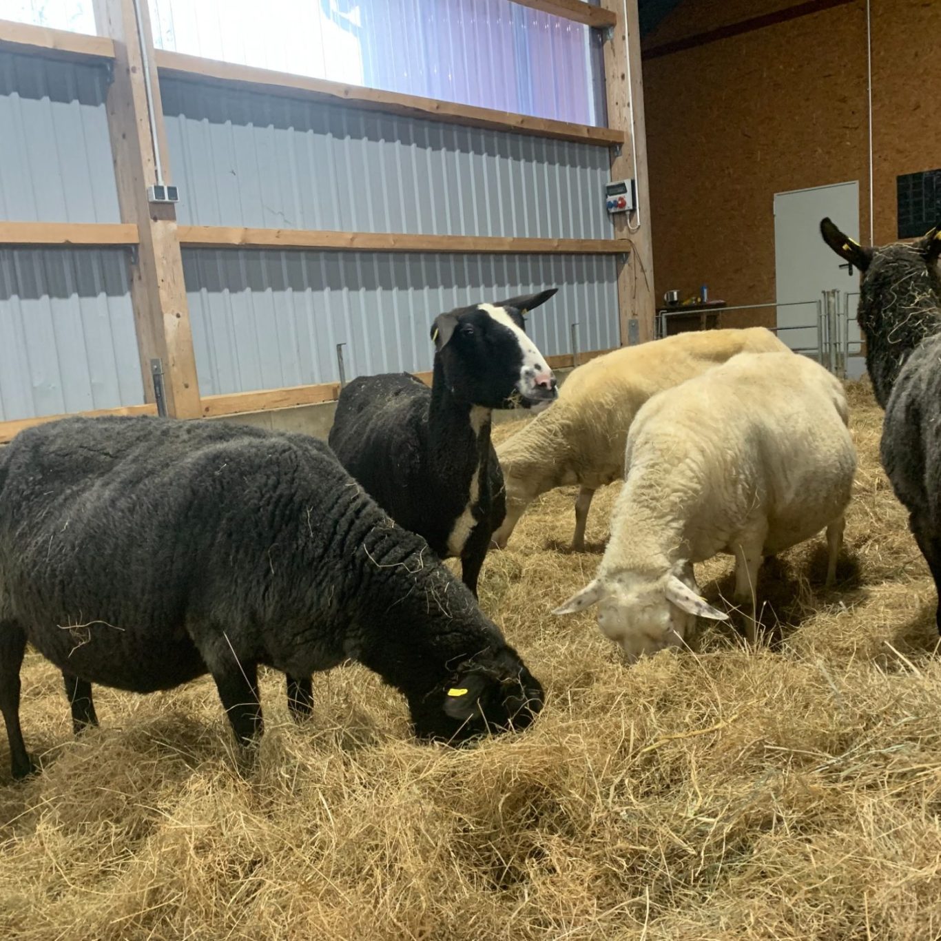 Trächtige Schafe im Stall der Friesischen Schafskäserei Tetenbüll