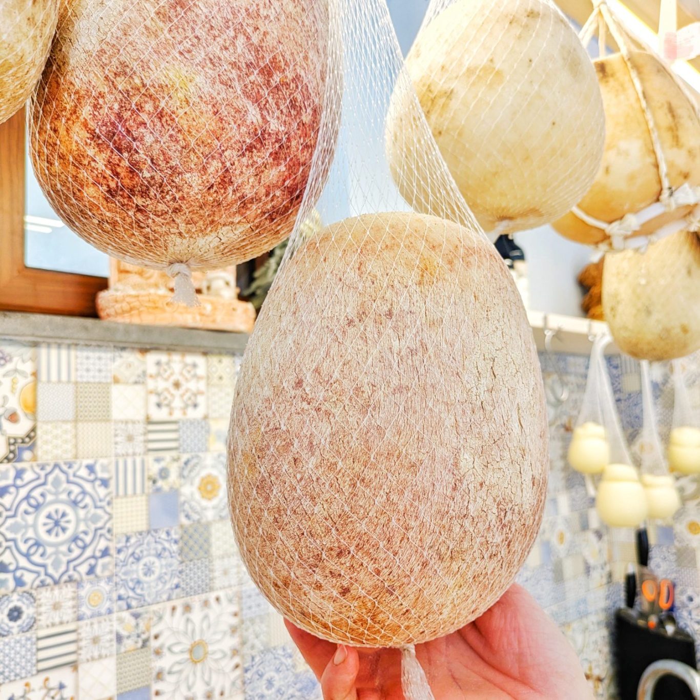 Nahaufnahme eines Provolone, der von einer Hand gehalten wird; die Struktur der Rinde und die Reifespuren des Käses sind deutlich sichtbar.