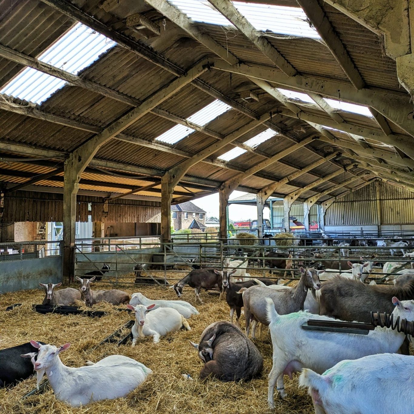 Gemischte Ziegenherde im Stall der Greenacres Farm in Holmes Hill, East Sussex