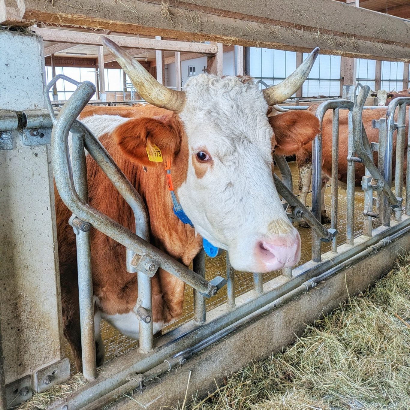 Fleckviehkuh mit Hörnern im Stall des Wandlerhofs.