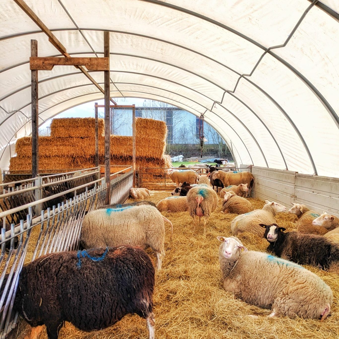 Ostfriesische Milchschafe unter einem Folienzelt auf dem Hof im Greth