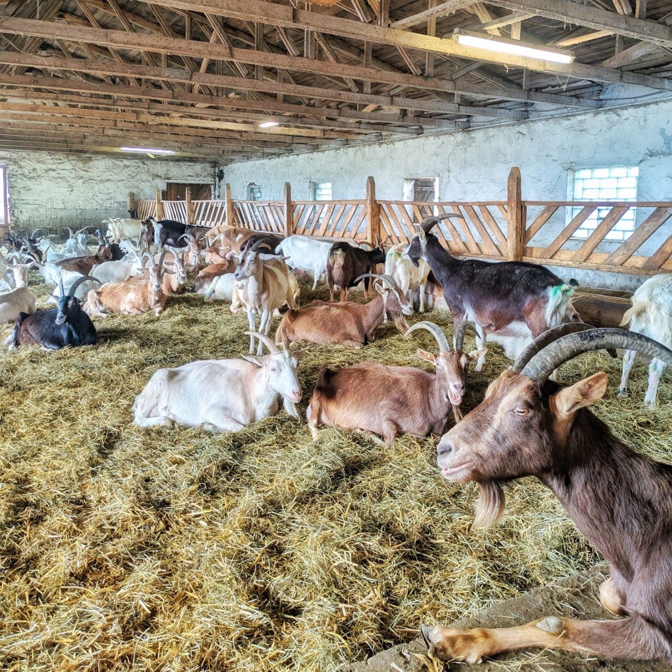 Gemischte Ziegenherde im Stall des Karolinenhofs, dicht beieinander stehend auf eingestreutem Boden in ruhiger Atmosphäre
