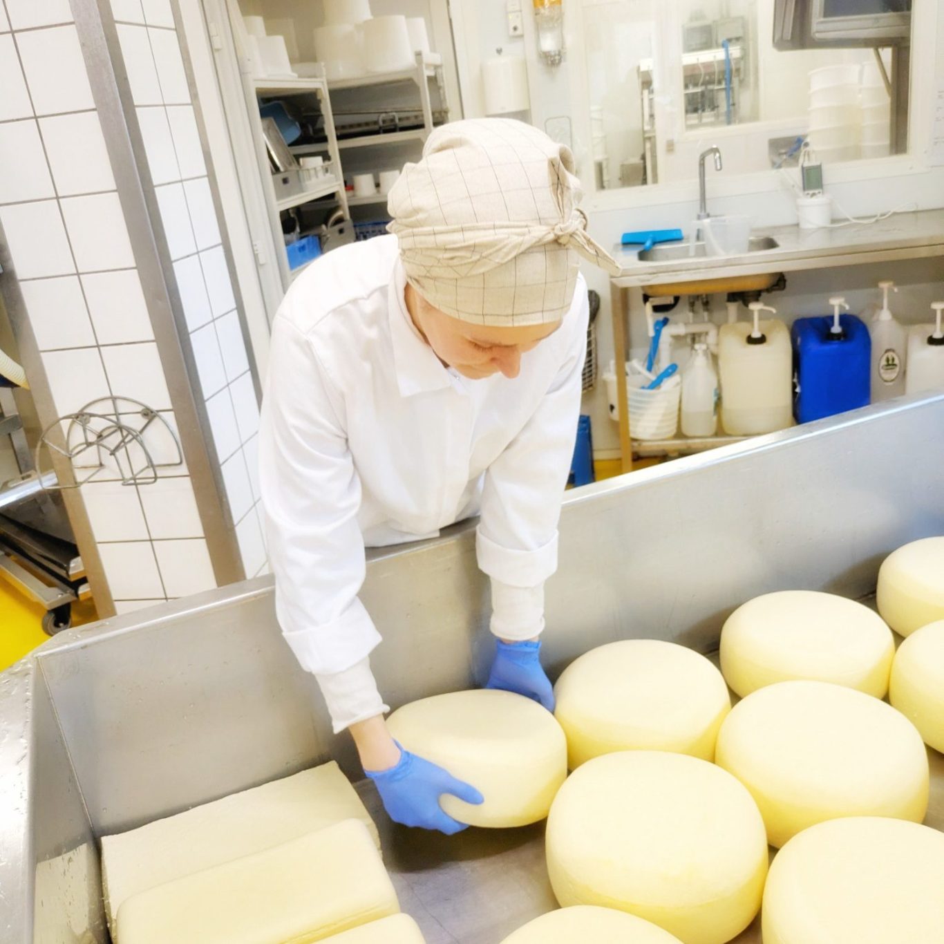 Marie Linea Østergaard hebt in der Käserei der Søtofte Gårdmejeri einen frischen Käsebruch-Laib aus der Käsewanne.