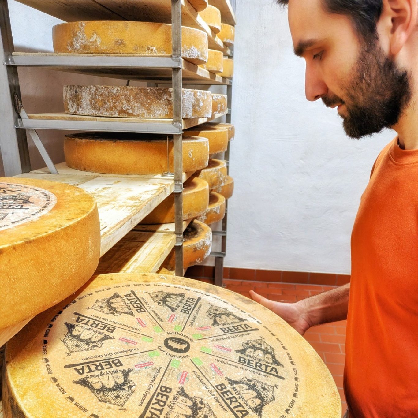Robert Dommel zieht einen Berta-Laib aus dem Holzregal im Reiferaum der Käserei auf Gut Ogrosen.