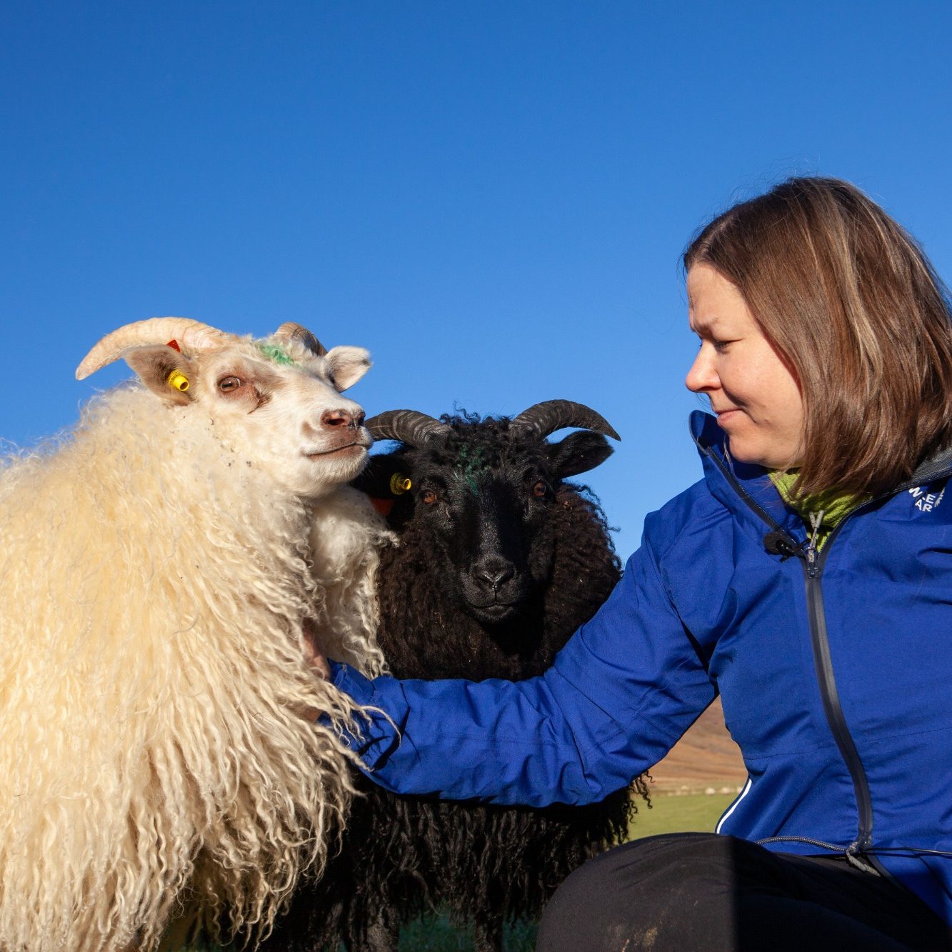 Ann-Marie Schlutz streichelt draußen ein Schaf auf ihrem Hof in Ostisland.