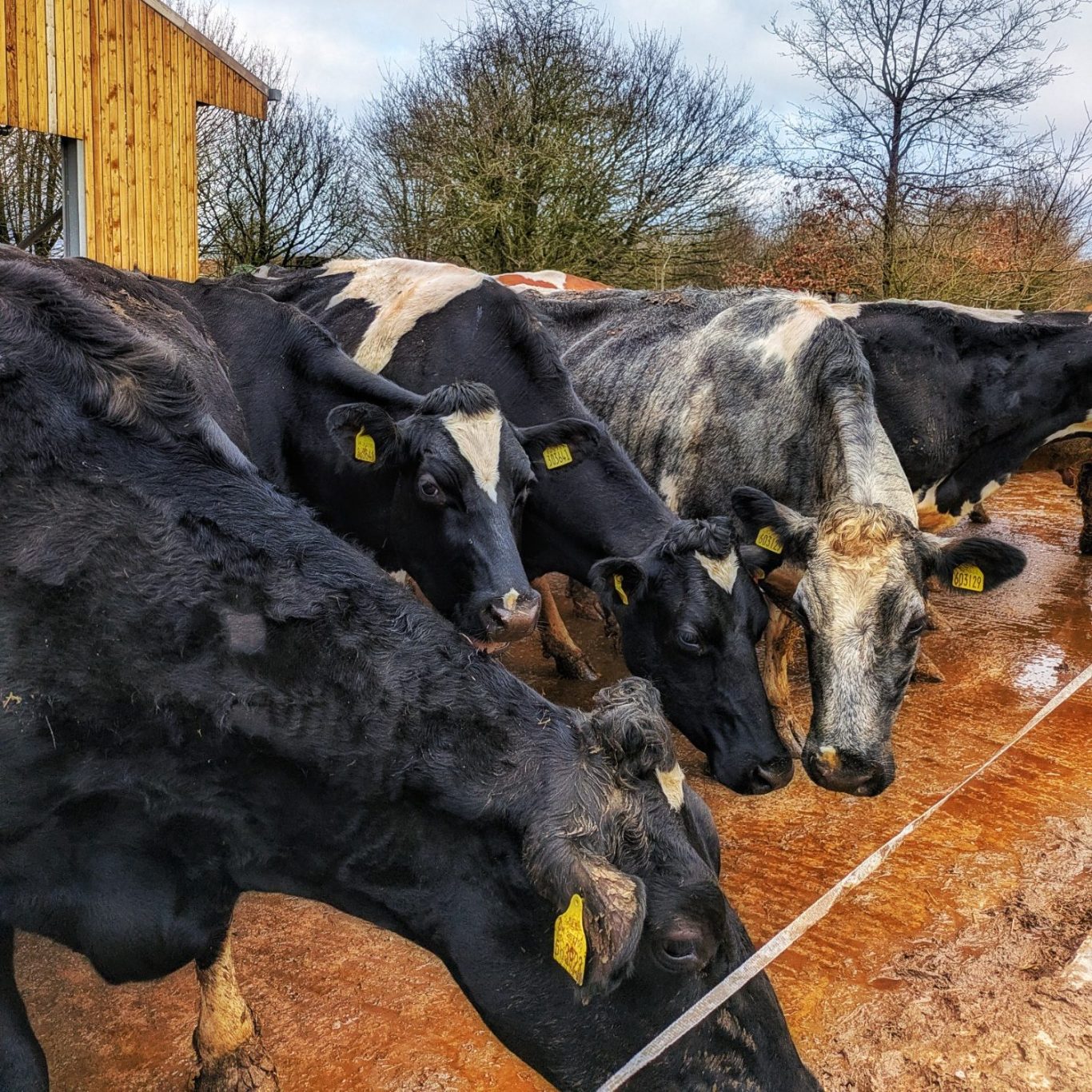 Detailaufnahme der gemischten Kuhherde auf den Weiden der Manor Farm in den Cotswolds.