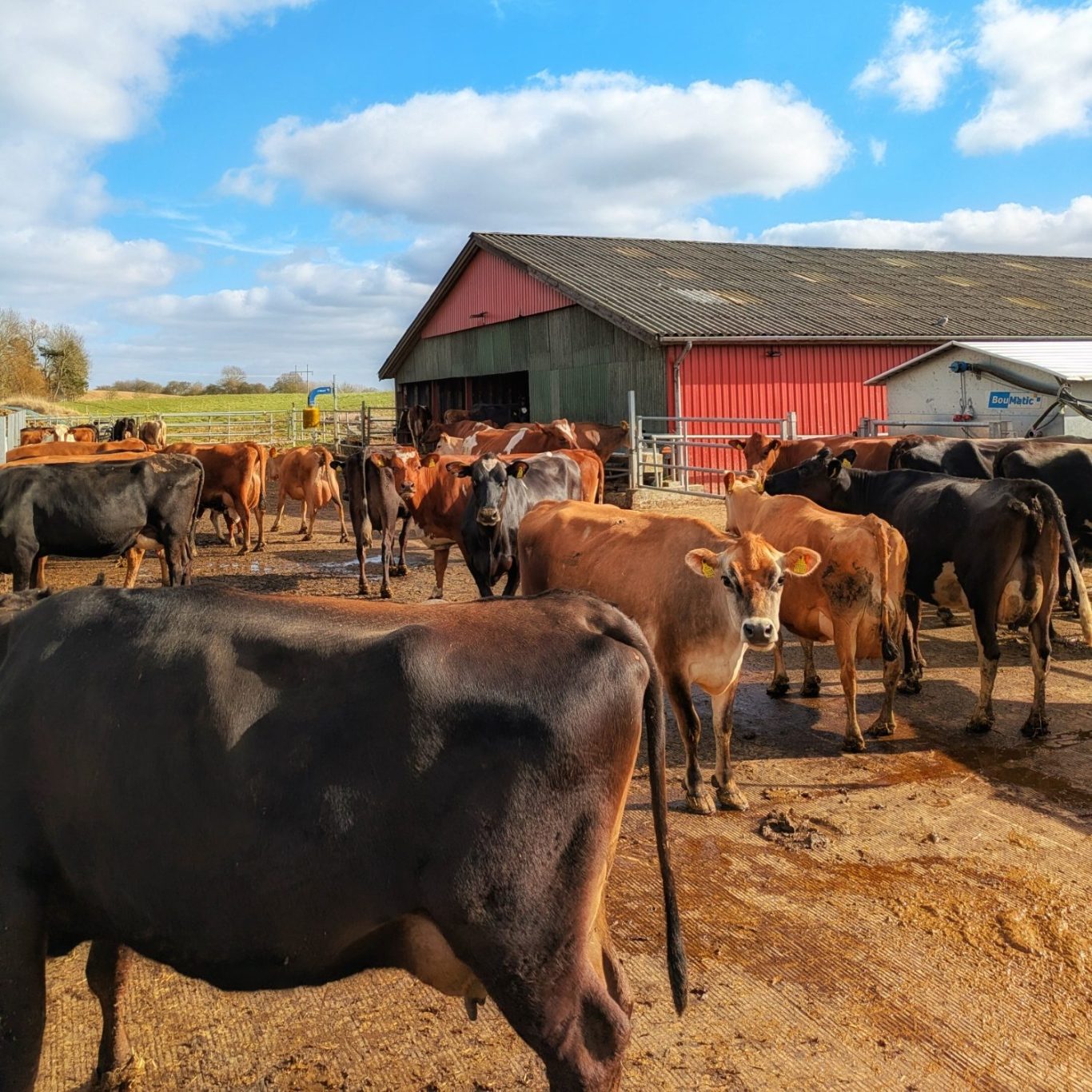 Die Rinderherde der Søtofte Gårdmejeri steht im Winterquartier draußen auf der Weide in der Sonne.