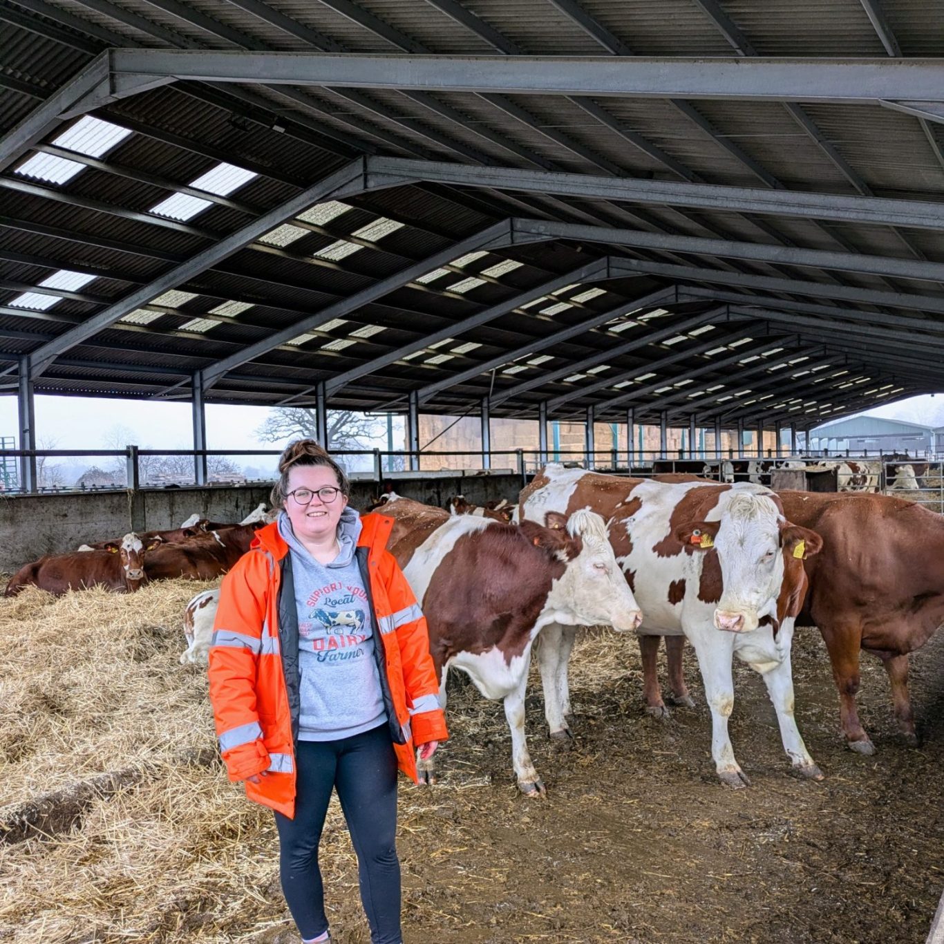 Gemma im Stall der Fen Farm Dairy, umgeben von Montbéliarde-Kühen während der Winterstallhaltung in Suffolk, England.
