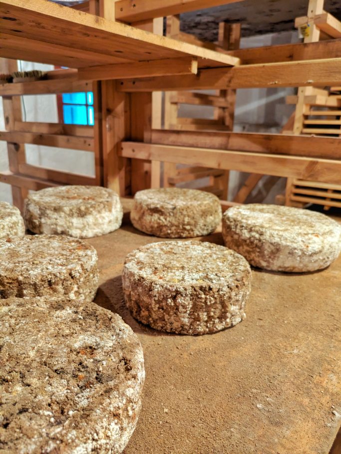 Der Käse Anno 1225 von Almnäs Bruk mit dem typischen Muster der traditionellen Korbformen.