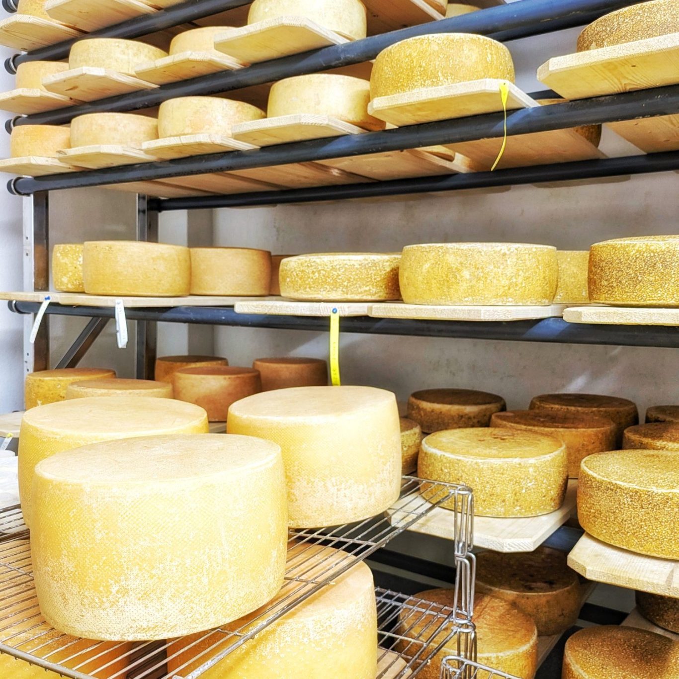 Blick in den Reiferaum im Keller der Münchener Käsemanufaktur in München. Mehrere Käseleibe lagern auf Holzregalen