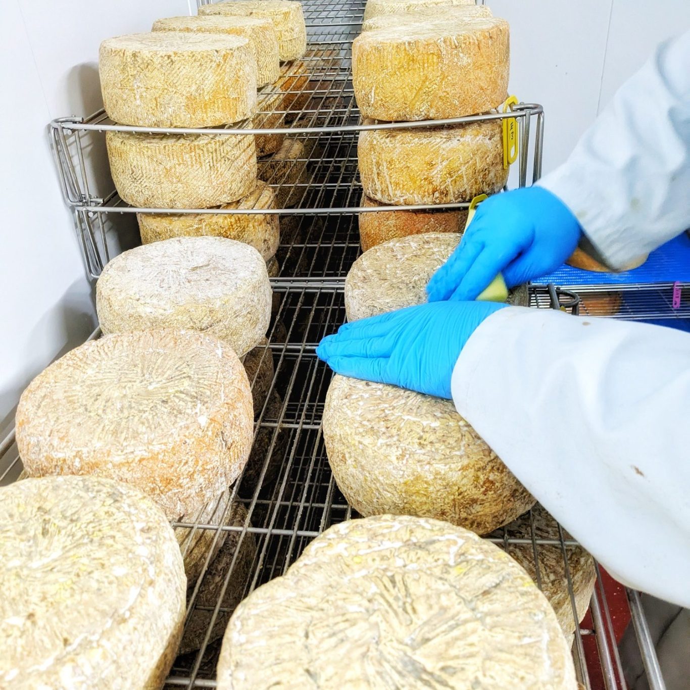 Detailaufnahme einer Hand, die einen englischen Pecorino während der Reifung pflegt