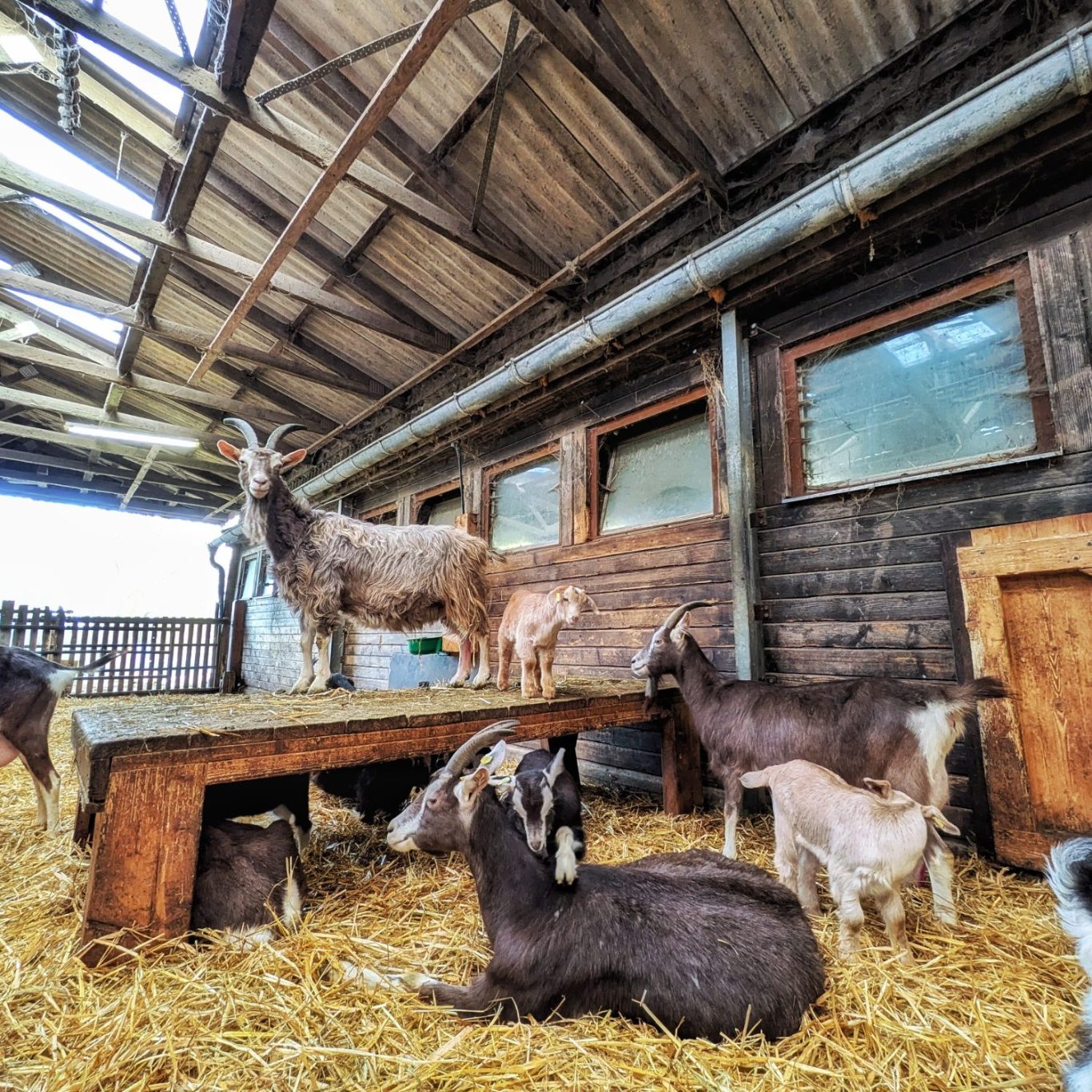 Blick in den Ziegenstall des Biolandhofs Obermayer mit ruhenden und stehenden Ziegen auf frischem Stroh in einem hellen, weitläufigen Stall