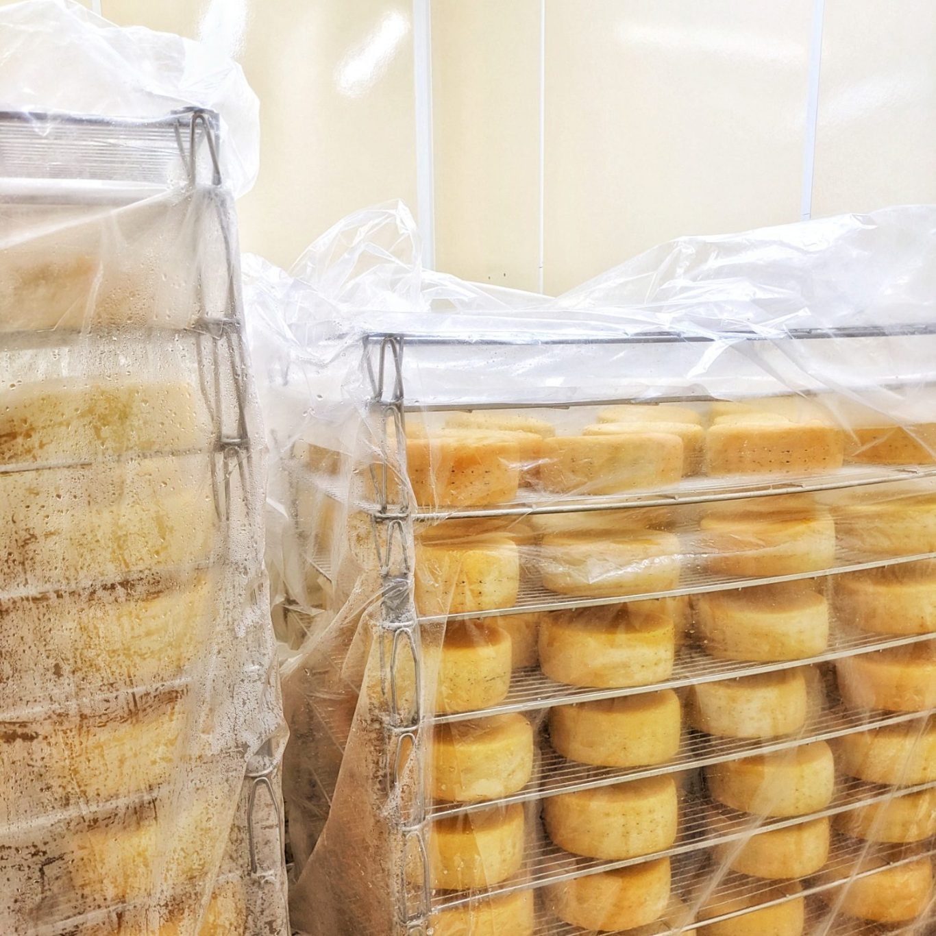 Der Käse Friesisch Blue reift unter einer transparenten Plastikabdeckung.