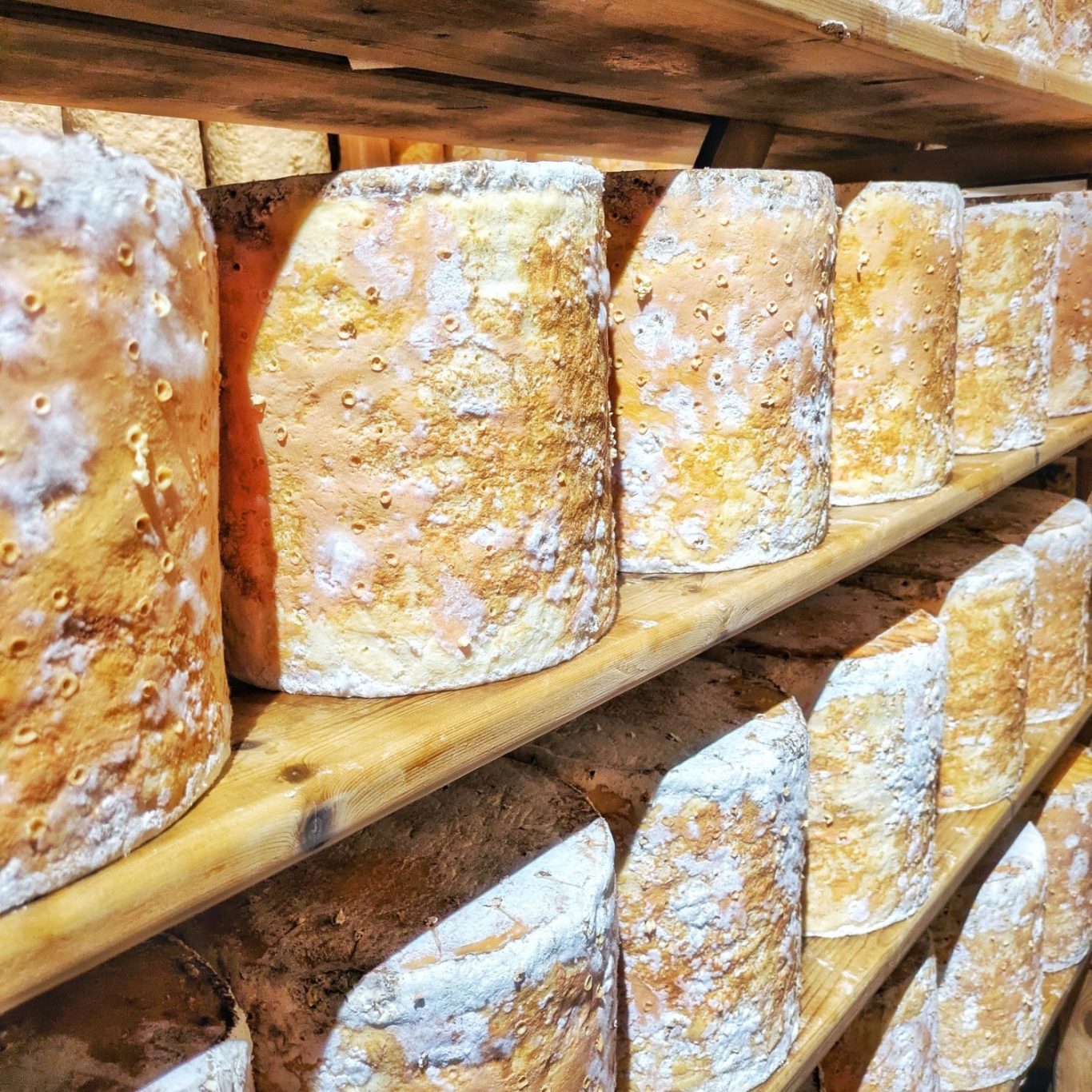 Stichelton-Laibe reifen auf Holzregalen im Reiferaum der Stichelton Dairy auf dem Welbeck Estate in Nottinghamshire.