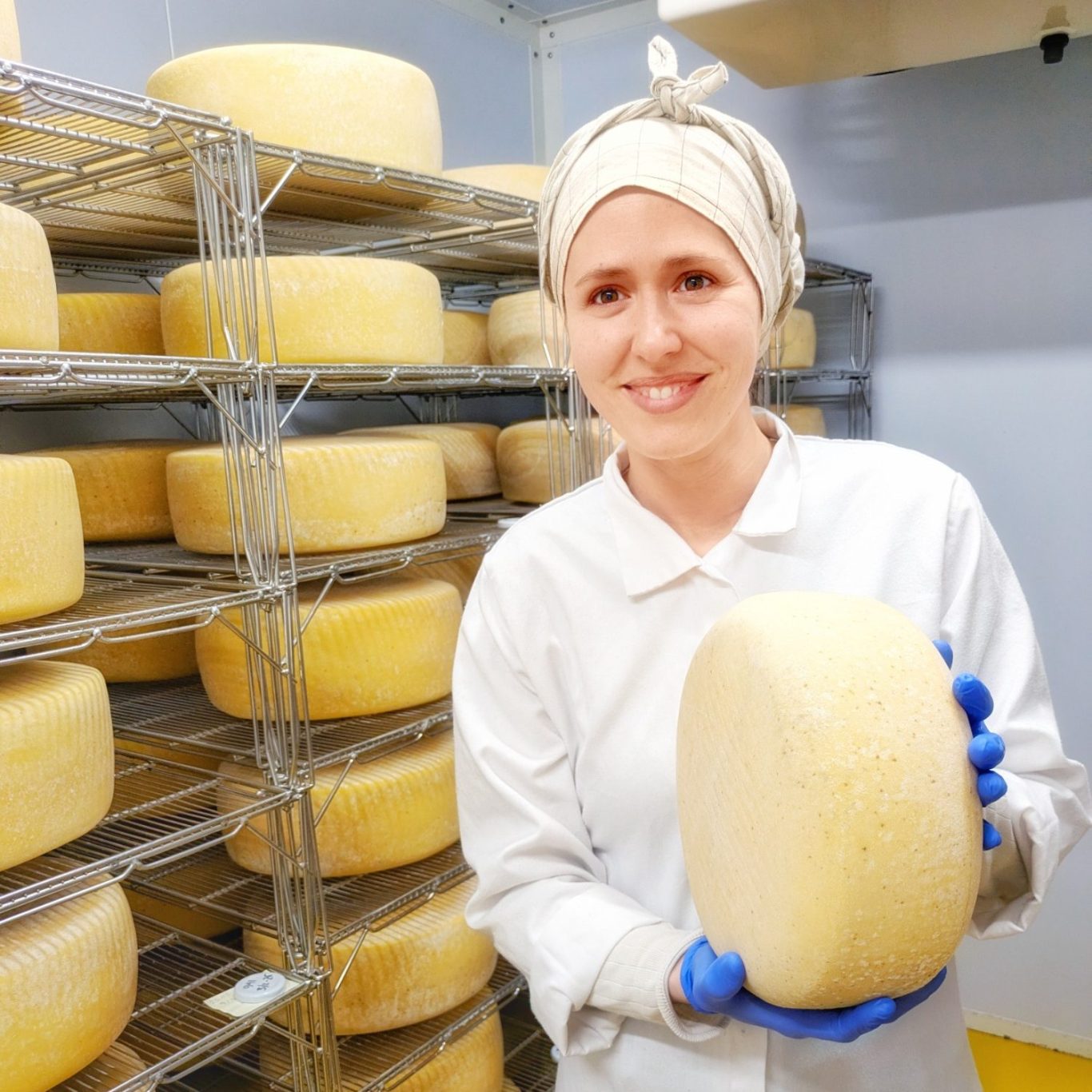 Montbéliarde-Kühe in ihrem Winterquartier auf der Fen Farm Dairy in Suffolk im Heu