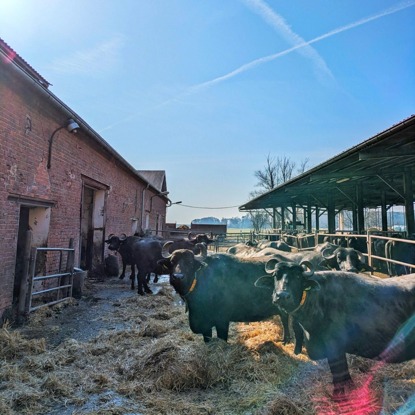 Wasserbüffel stehen im Außenstall des Büffelhofs Bobalis in der strahlenden Sonne.