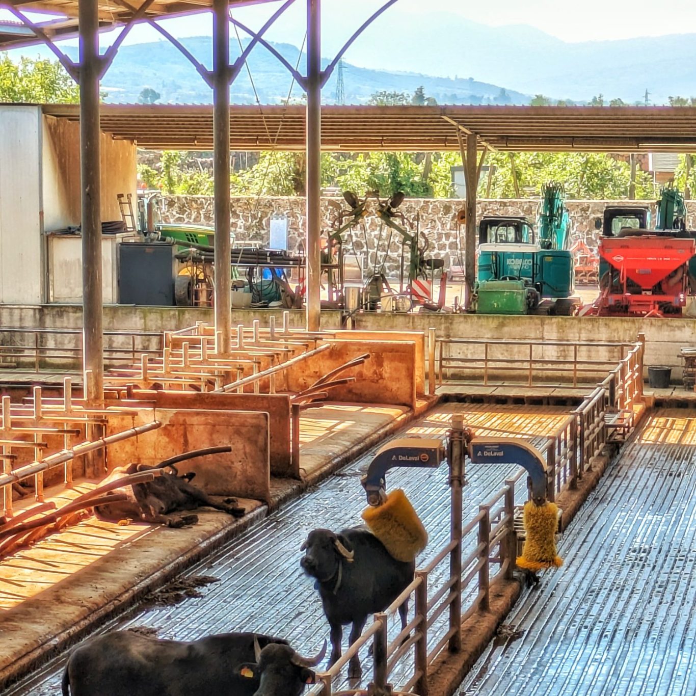 Wasserbüffel genießen die automatische Massagebürste in der Tenuta Vannulo. Ruhig lehnen sich die Wasserbüffel an die rotierende Bürste – ein fast meditatives Bild moderner Tierhaltung im Herzen Kampaniens.